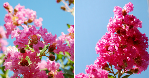 Crape Myrtle grid