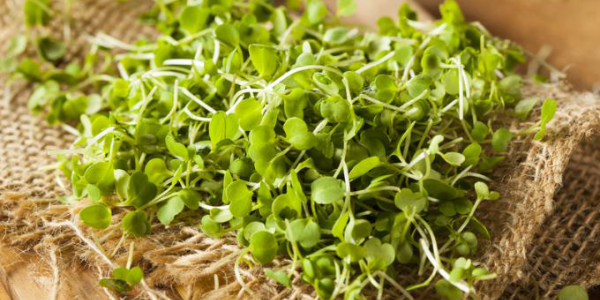 Image result for garbanzo sprouts