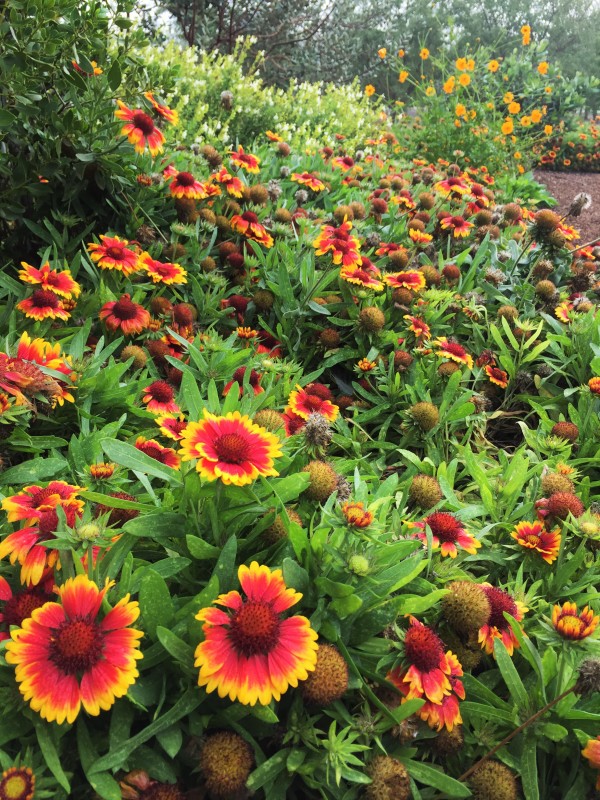 gaillardia