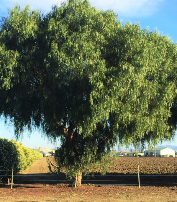 pepper-tree