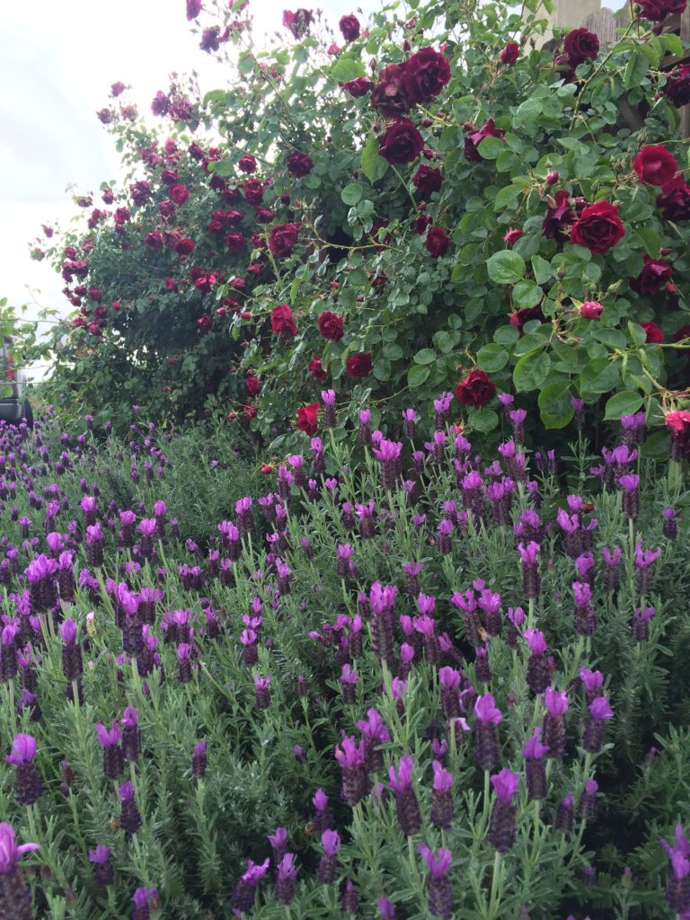 lavender