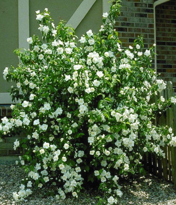 mock-orange