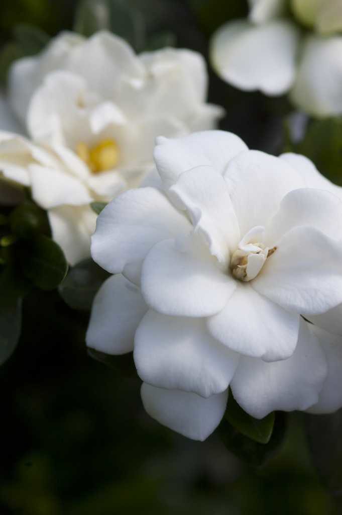 gardenia