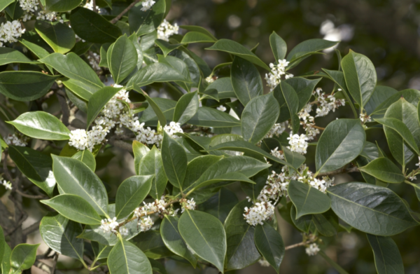 osmanthus