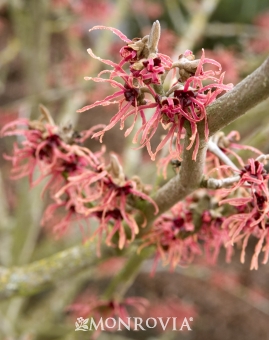 Witch Hazel