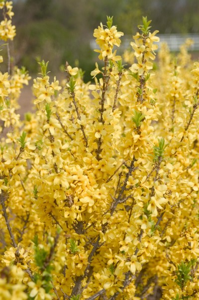 ForsythiaGoldClusterlightyellow