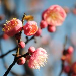 Apricot, flowering 04 crop