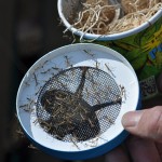 Praying Mantids newly hatched