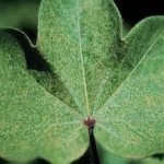 spider mite damage ipm.ncsu.edu