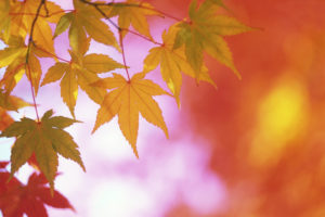 Fall Leaves
