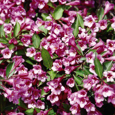 0872-1_WeigelaflorMinuet_CC