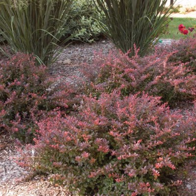 barberry-cabernet_2