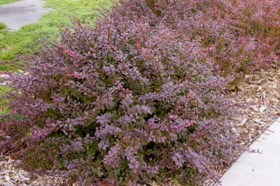 berbcrimsonpygmy3-0443-