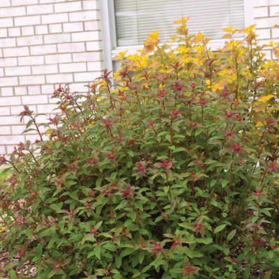 spirea-superstar