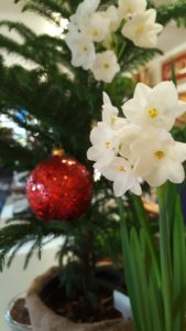 Blooming Paperwhites at Christmas