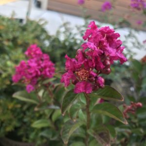Berry Dazzle Crape Myrtle