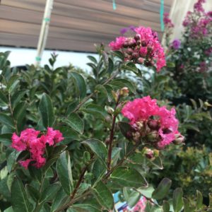 Raspberry Bellini Crape Myrtle