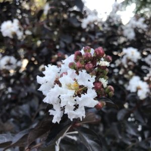 Lunar Magic Crape Myrtle