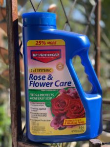 greenery_Five_Pound_Rose_Flower_Care