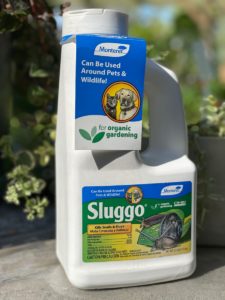 greenery_Two_and_a_Half_Pound_Sluggo greenery_Two_and_a_Half_Pound_Sluggo