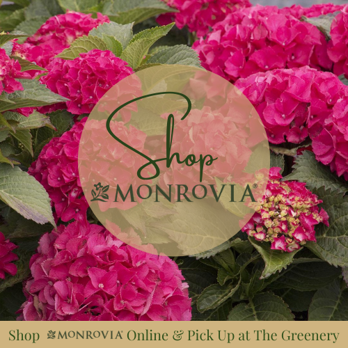 shop_monrovia